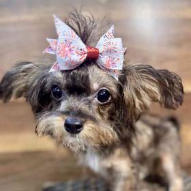 Poochi
