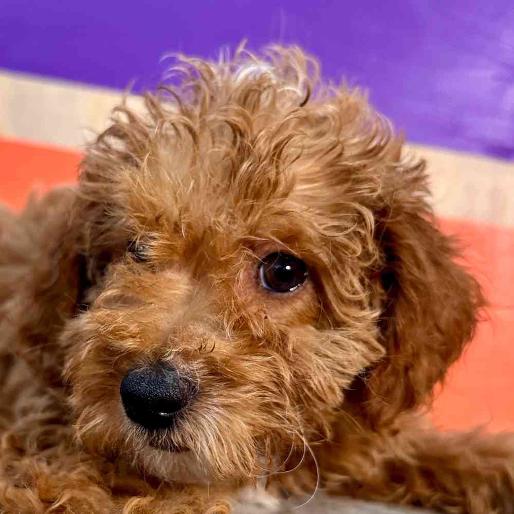 carousel pet images