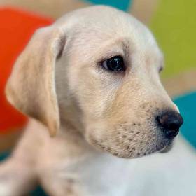 Labrador Retriever