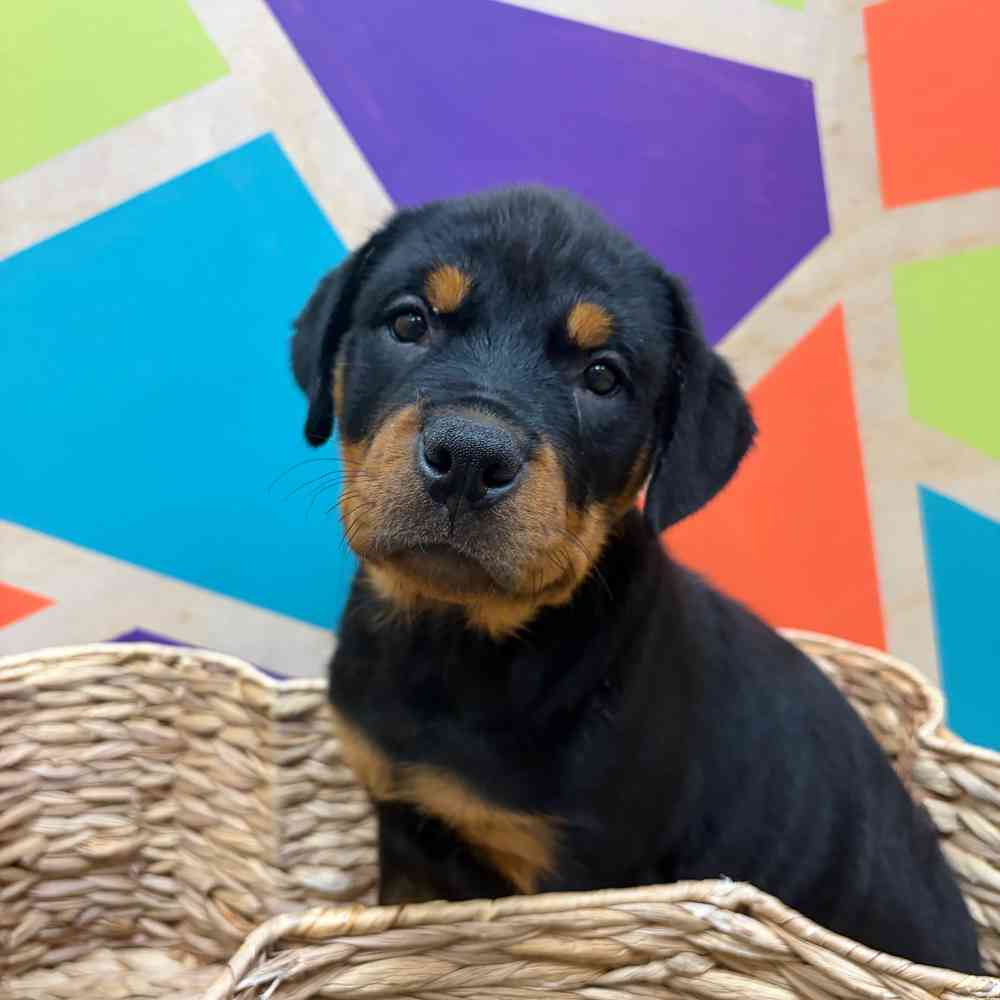 Image of a pet breed in the gallery