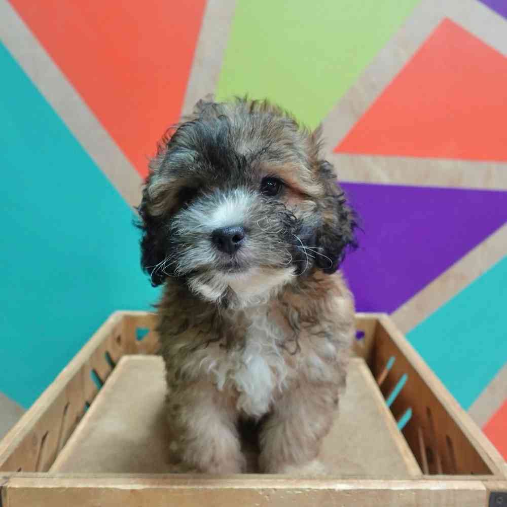 carousel pet images