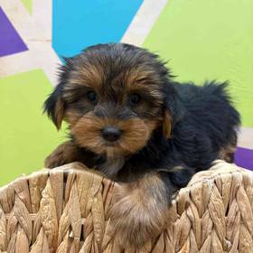 Yorkie