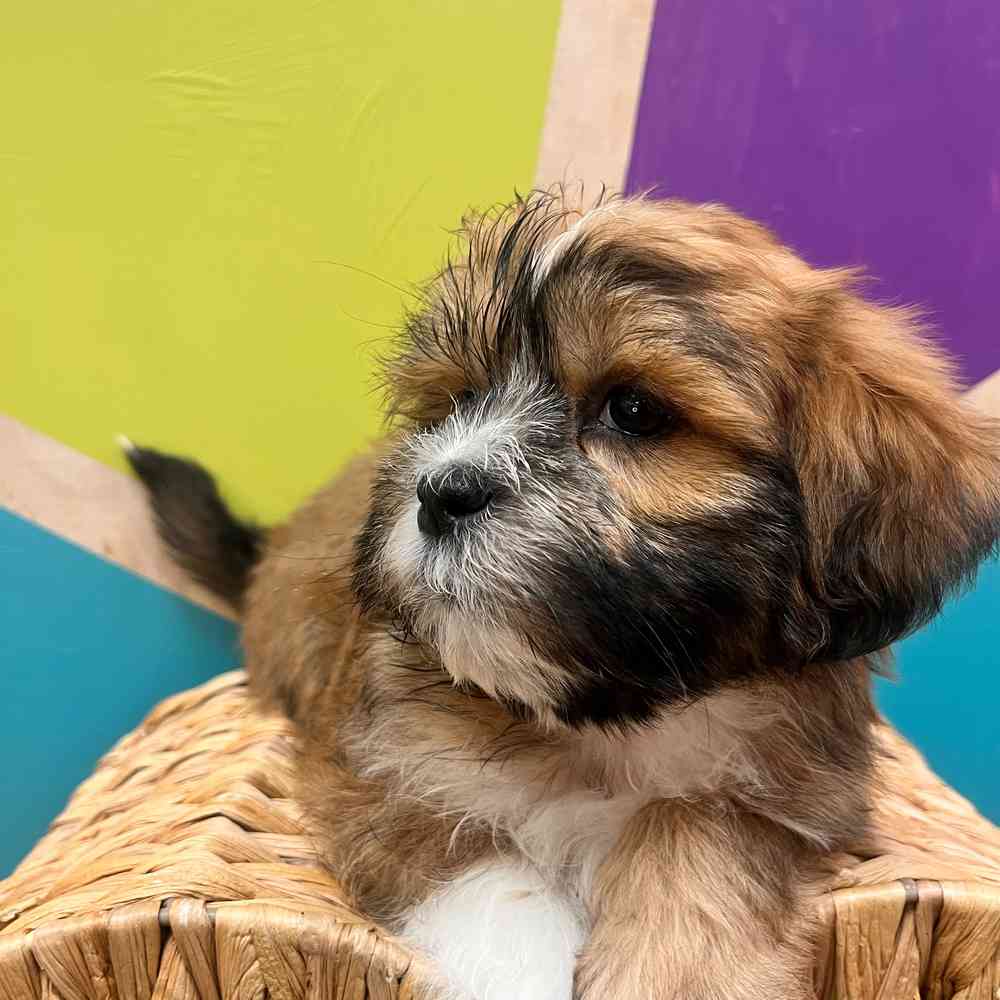 carousel pet images