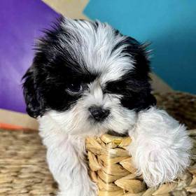 Shih Tzu