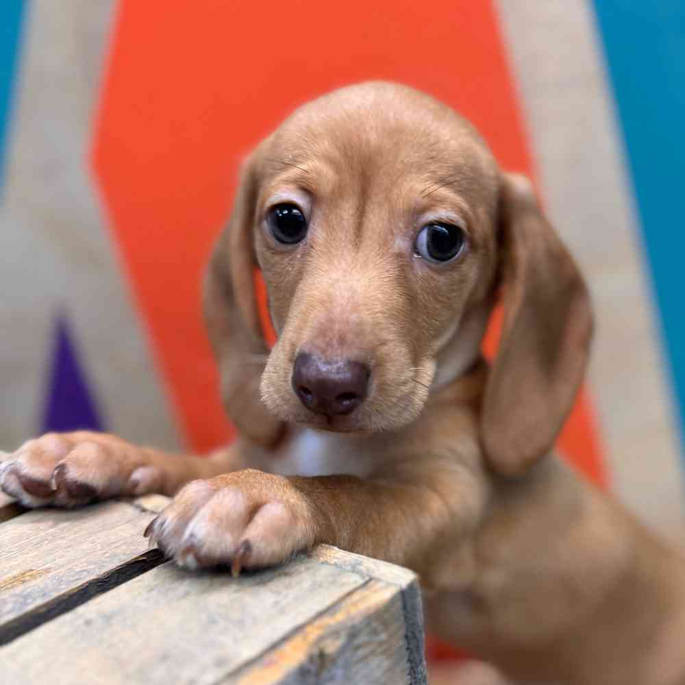 Image of a pet breed in the gallery