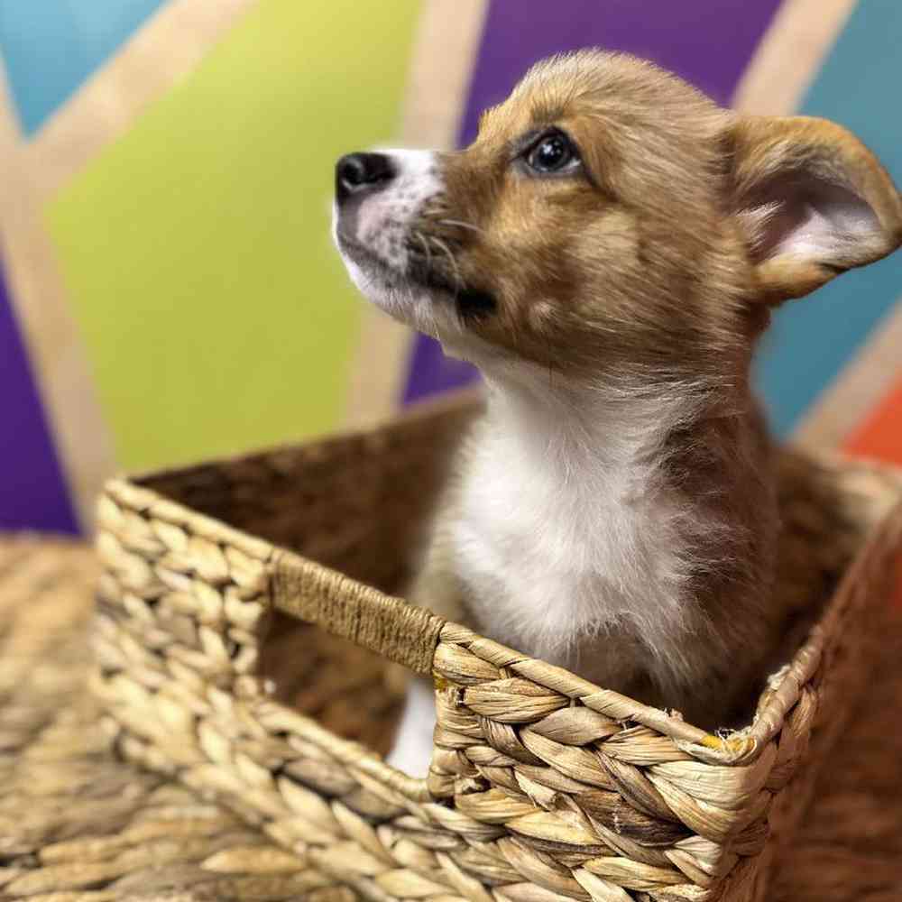 carousel pet images