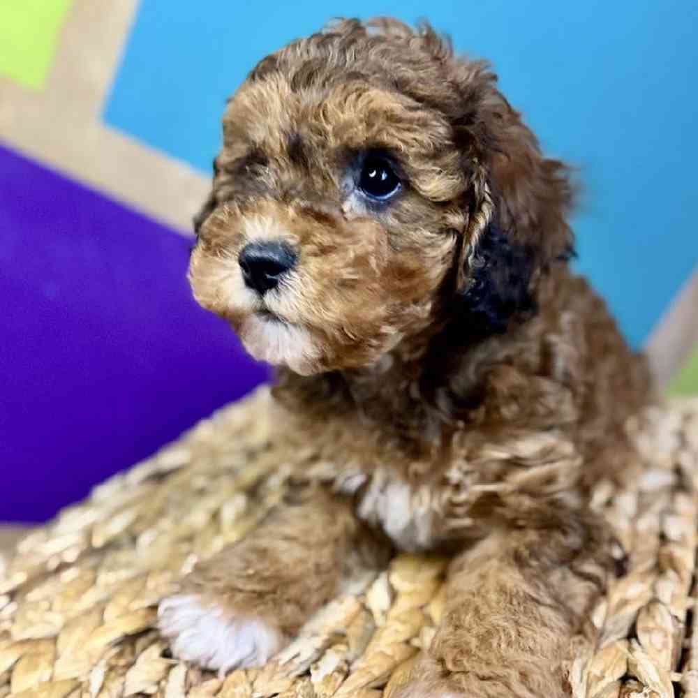 carousel pet images