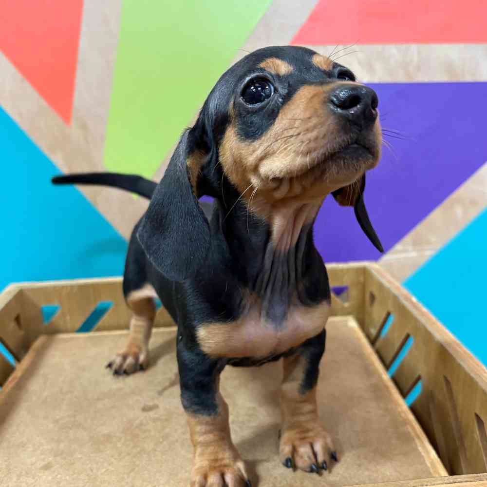 Image of a pet breed in the gallery