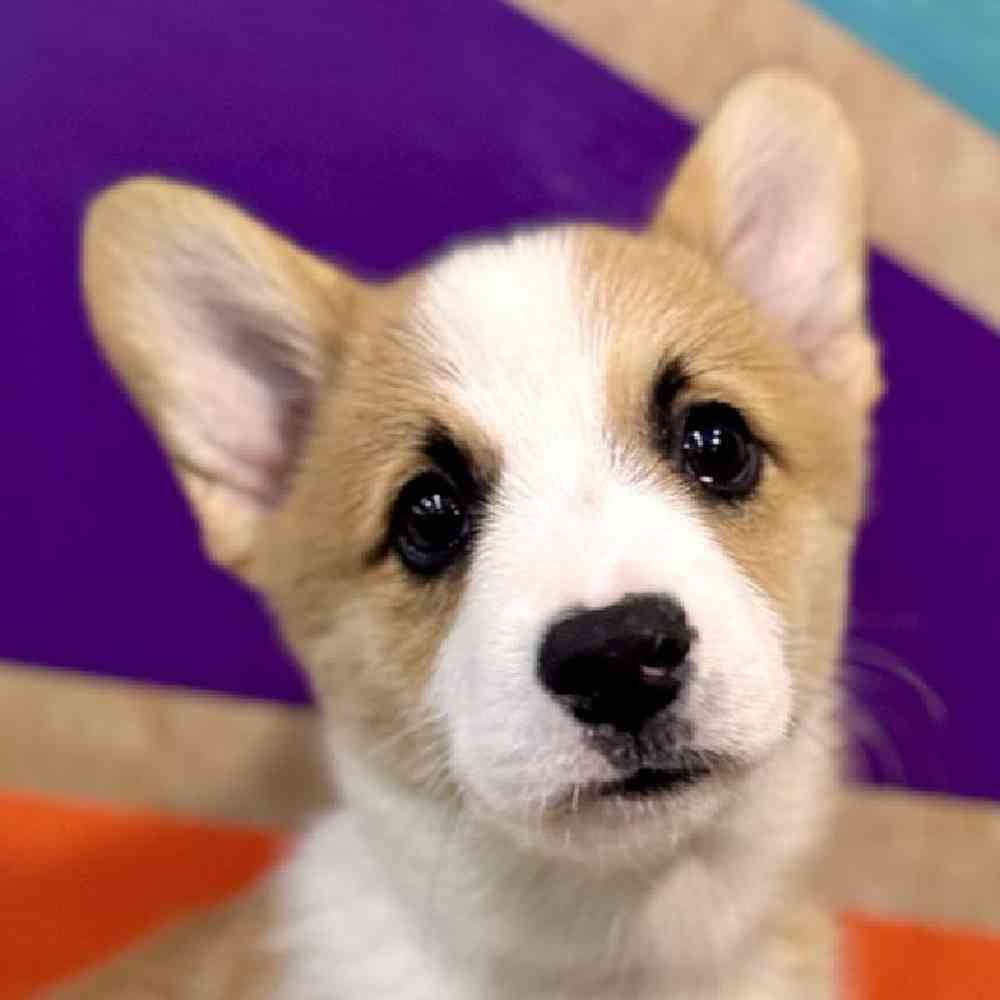 Image of a pet breed in the gallery