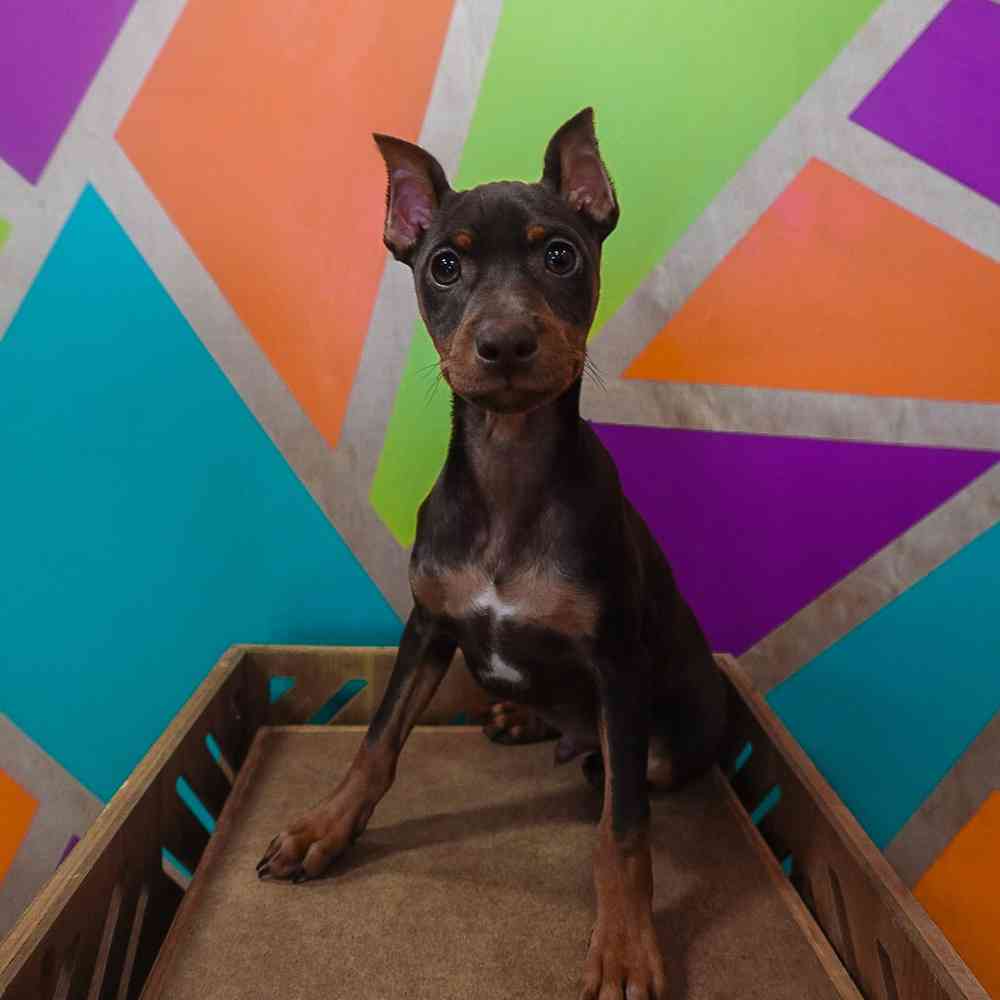 Image of a pet breed in the gallery