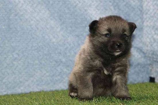 Norwegian Elkhound