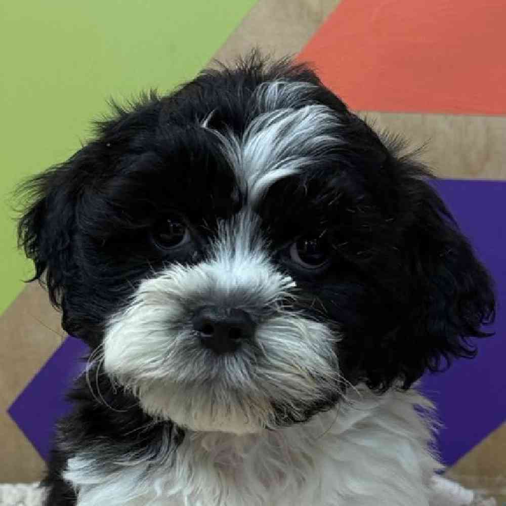 carousel pet images