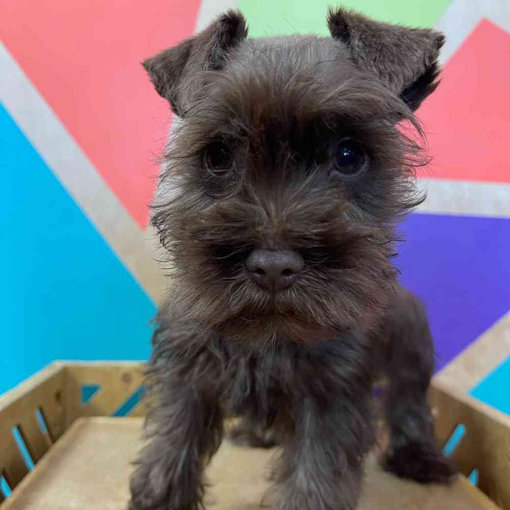carousel pet images
