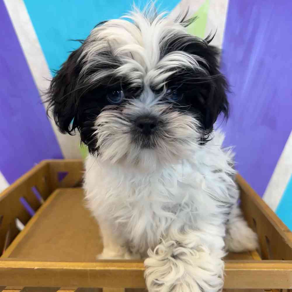 carousel pet images