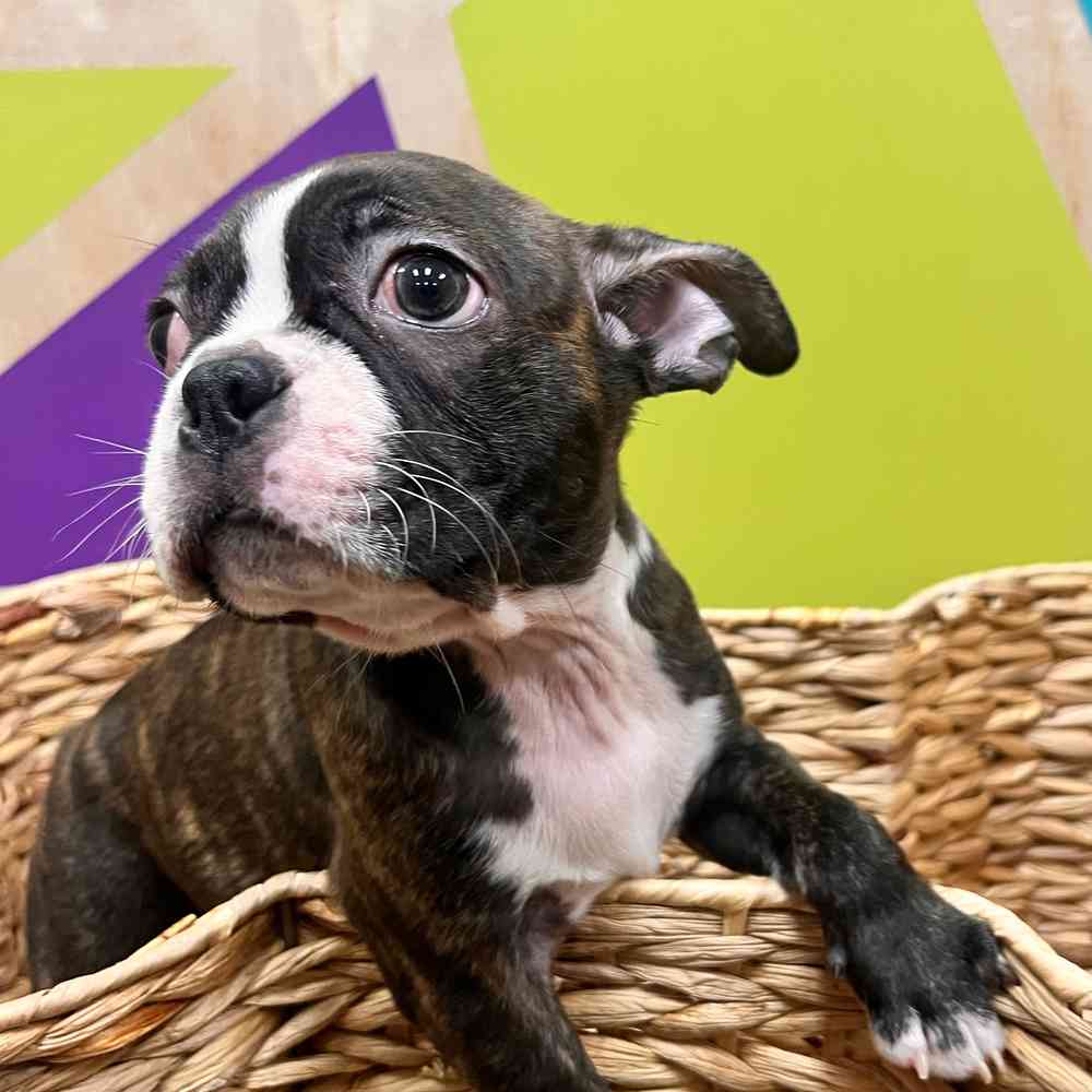 Image of a pet breed in the gallery