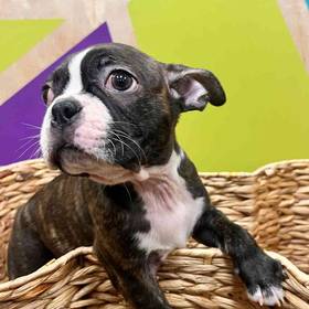 Boston Terrier