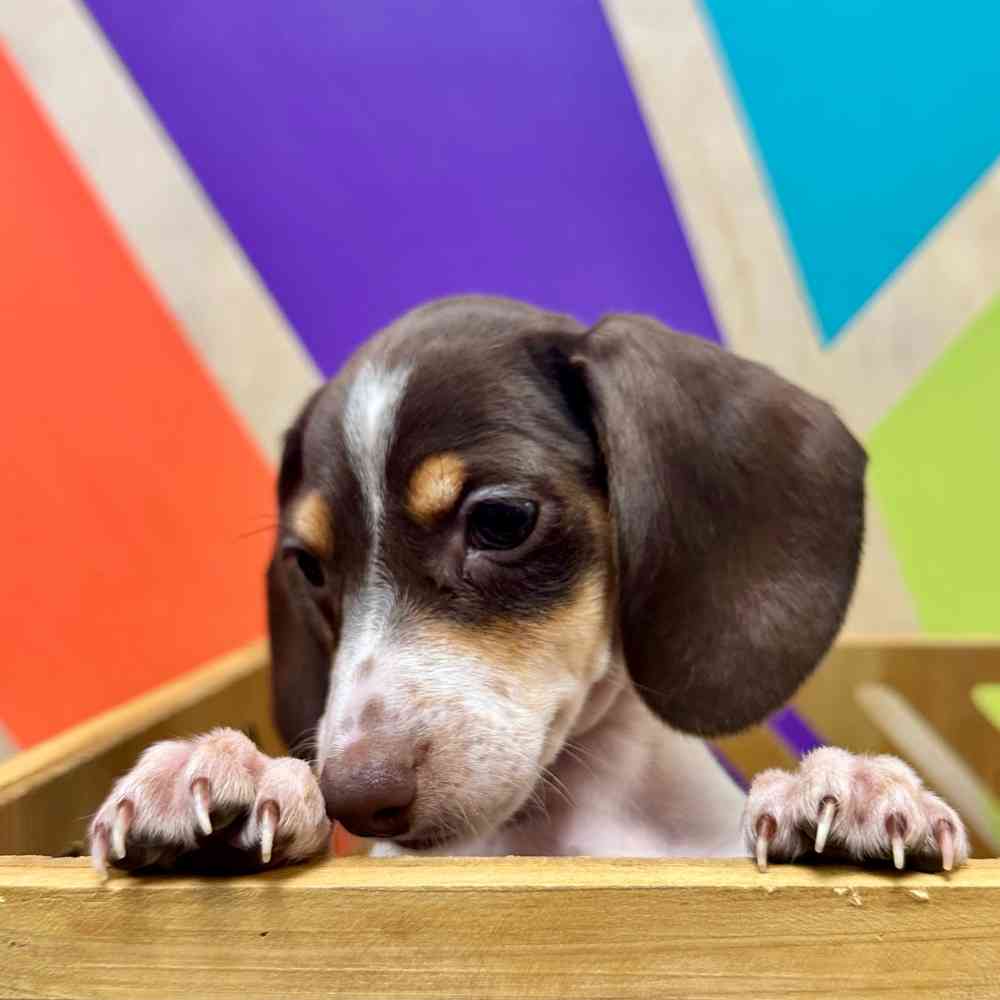 carousel pet images