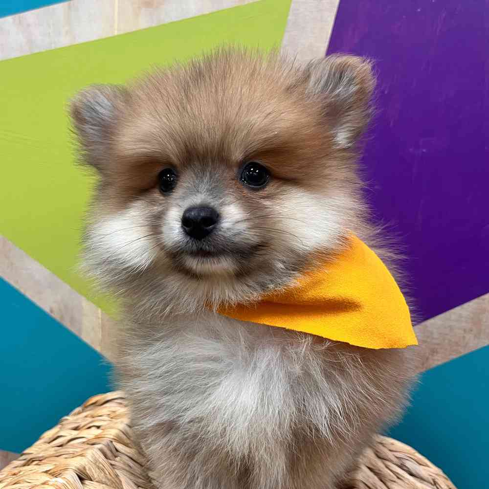 carousel pet images