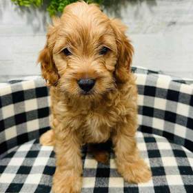 Mini Goldendoodle