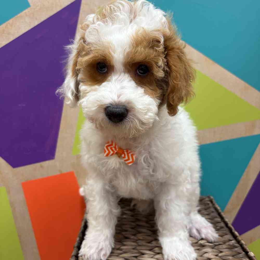 carousel pet images