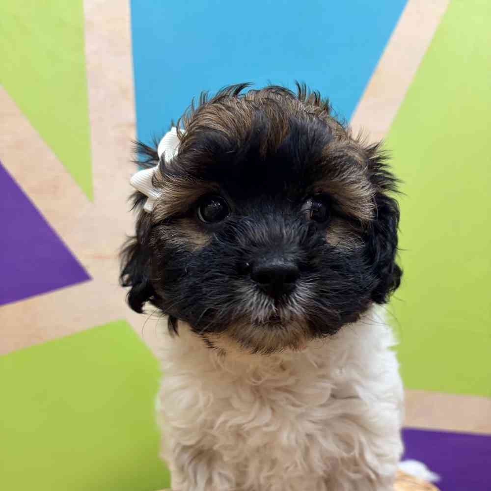 carousel pet images