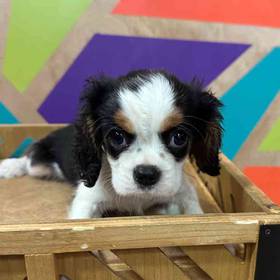 Cavalier King Charles Spaniel