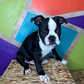 Boston Terrier