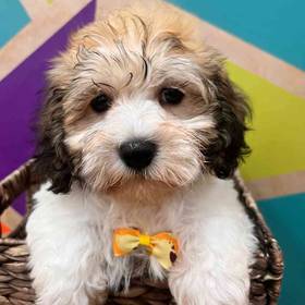 Havanese