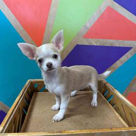 Chihuahua