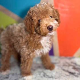Mini Goldendoodle