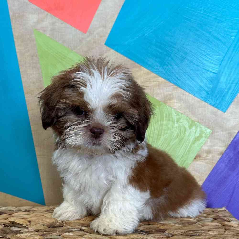 carousel pet images