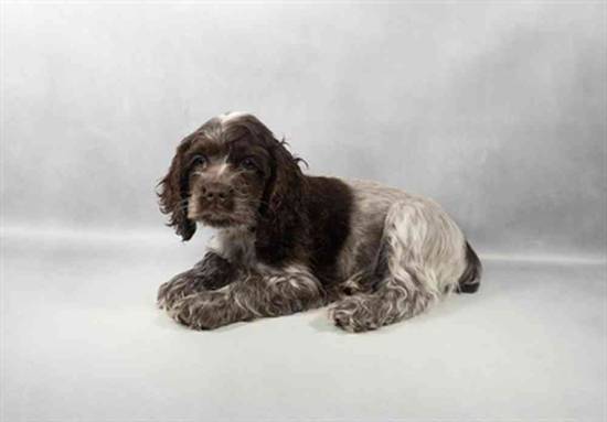 Cocker Spaniel