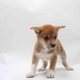 Shiba Inu