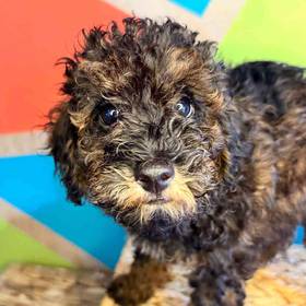 Poodle