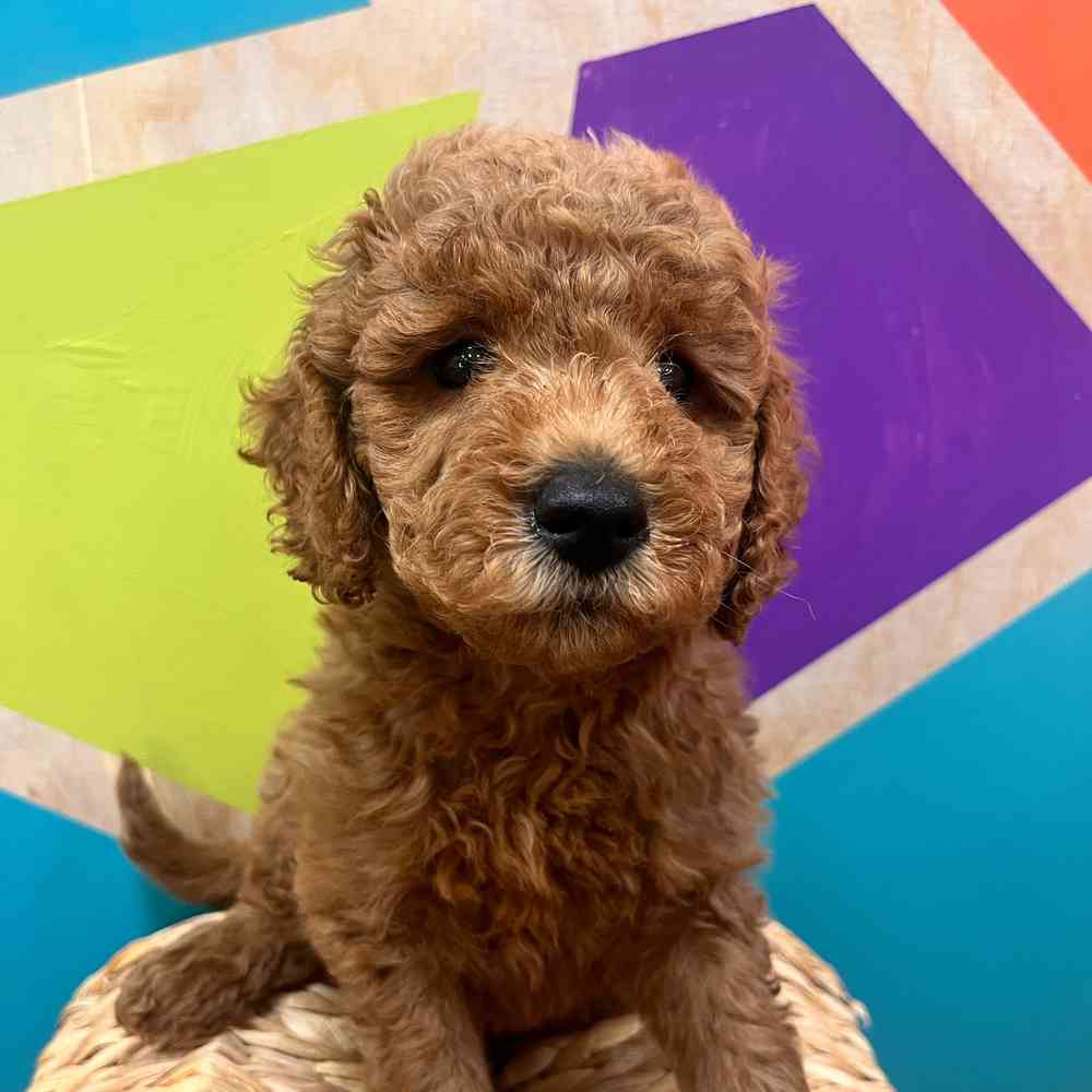 carousel pet images