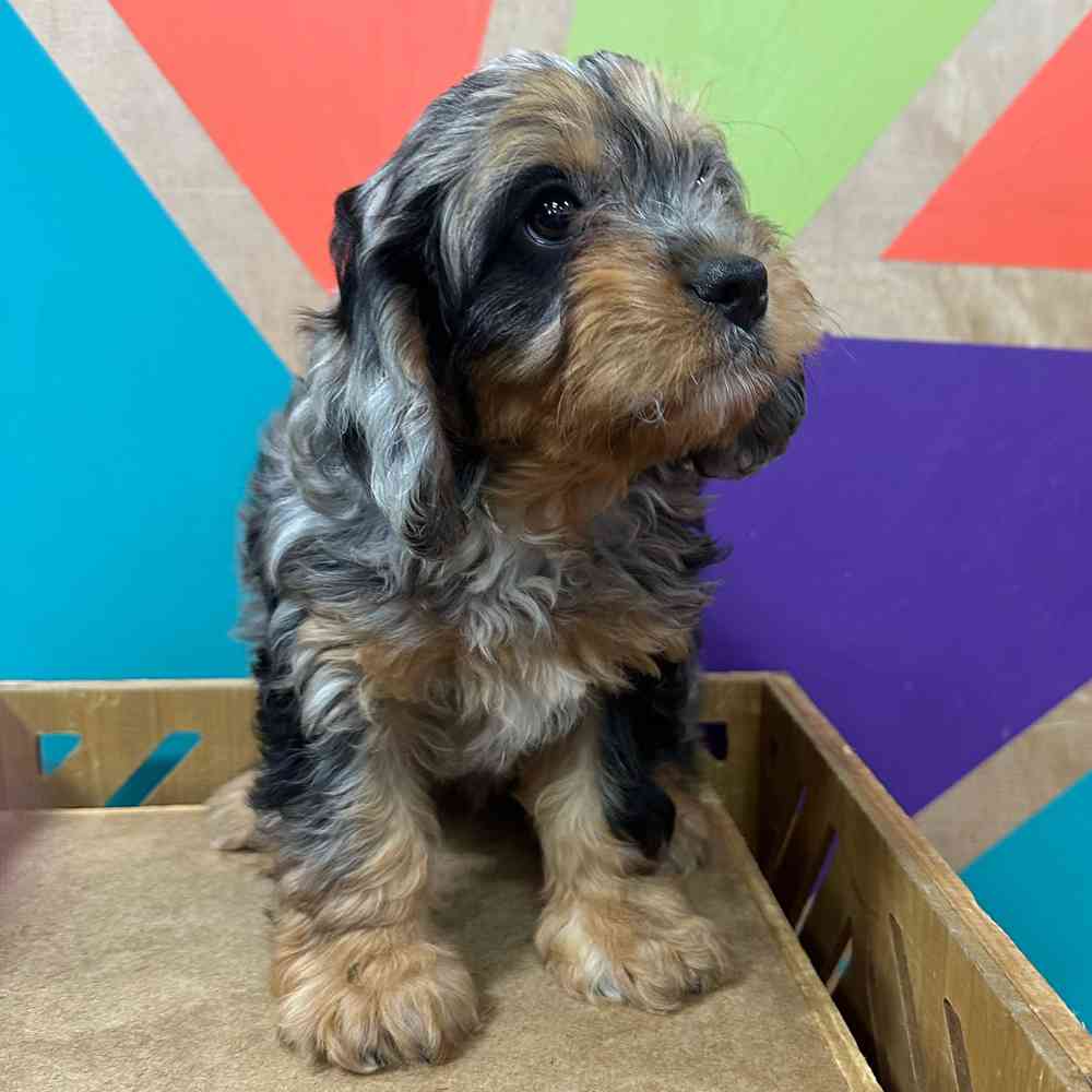 carousel pet images