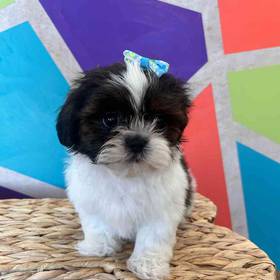 Shih Tzu