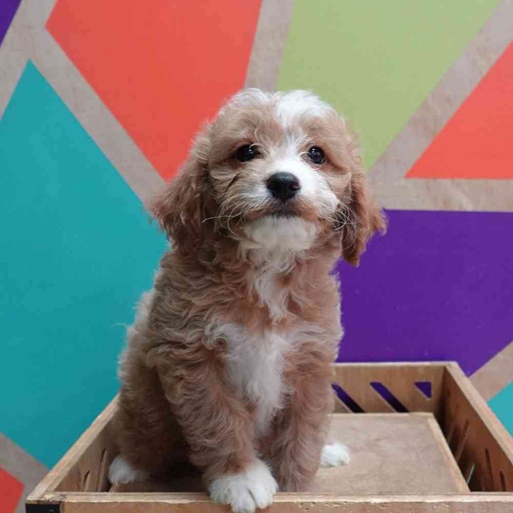 carousel pet images
