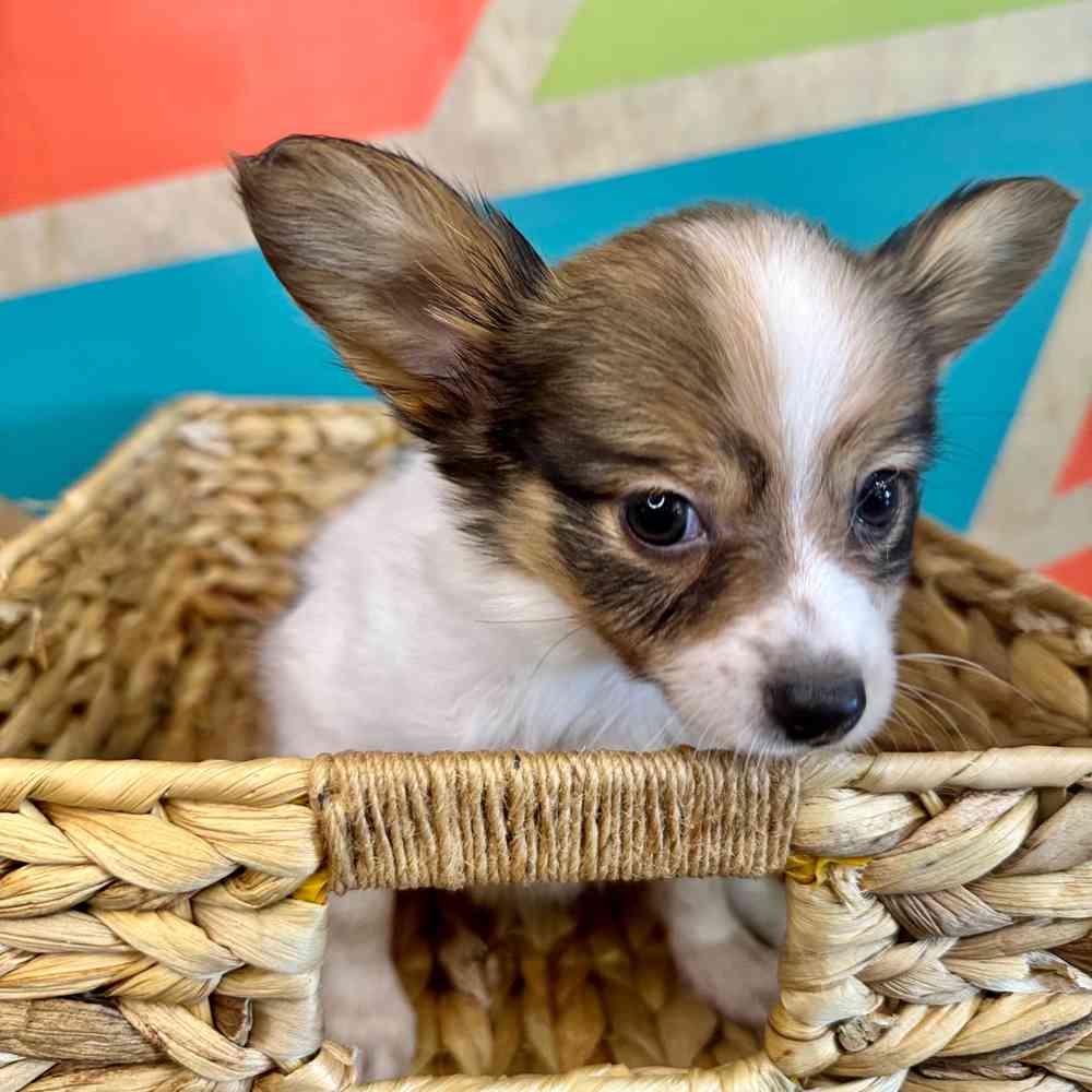 carousel pet images