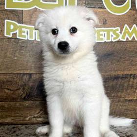 American Eskimo