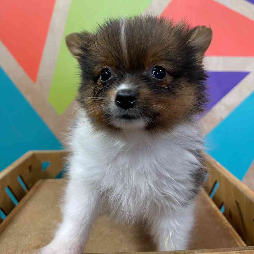 Image of a pet breed in the gallery
