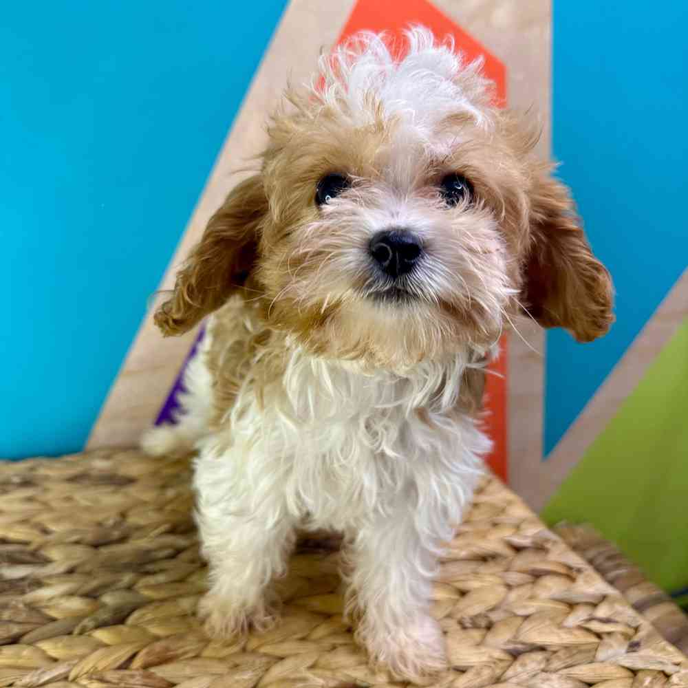 carousel pet images