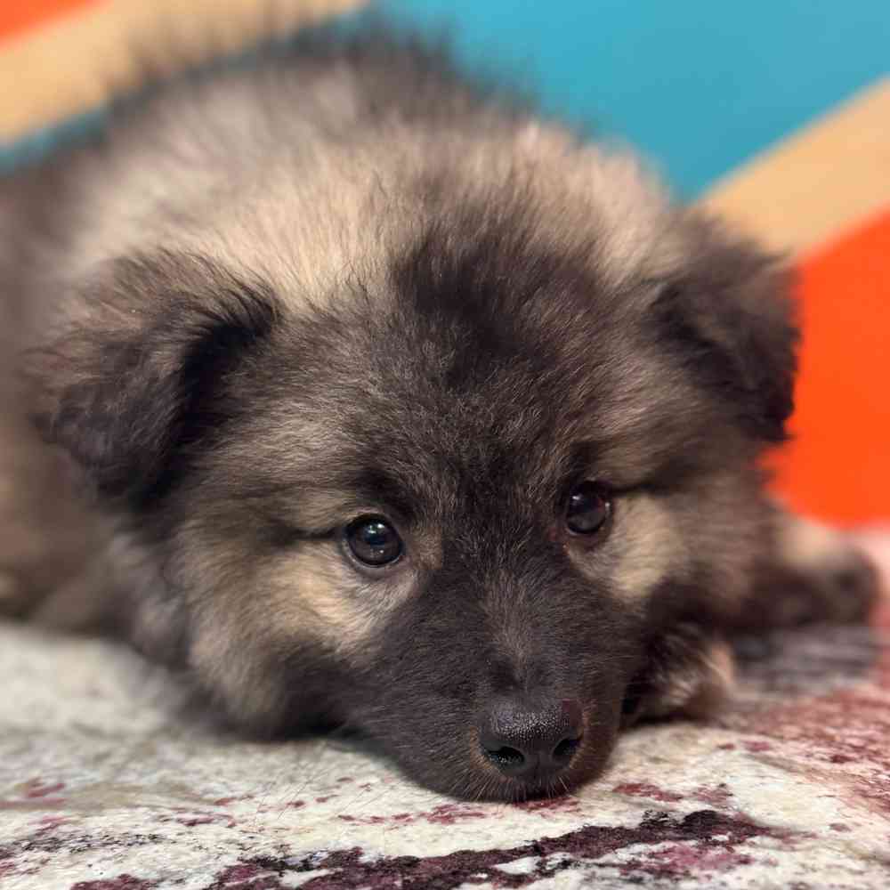 Image of a pet breed in the gallery