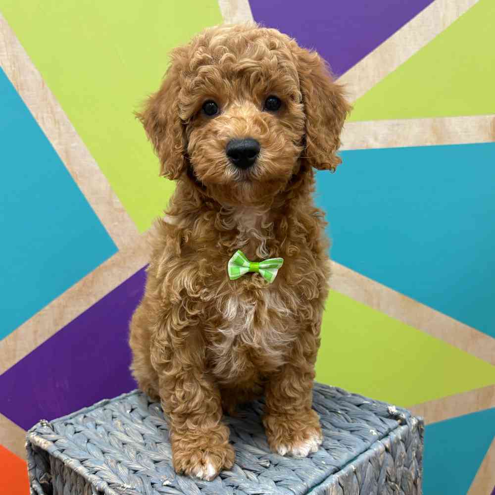 carousel pet images