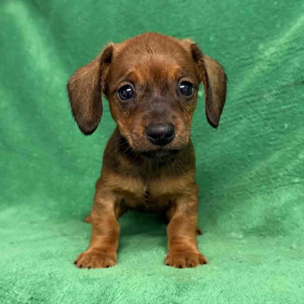 Image of a pet breed in the gallery