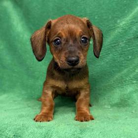 Dachshund
