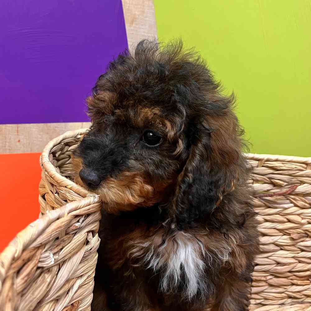 carousel pet images