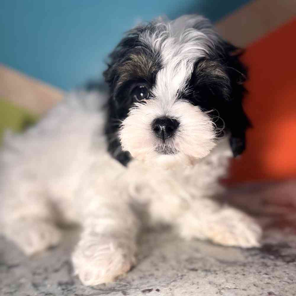 carousel pet images