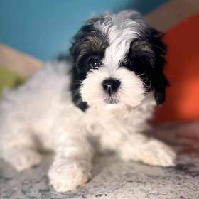 Shipoo