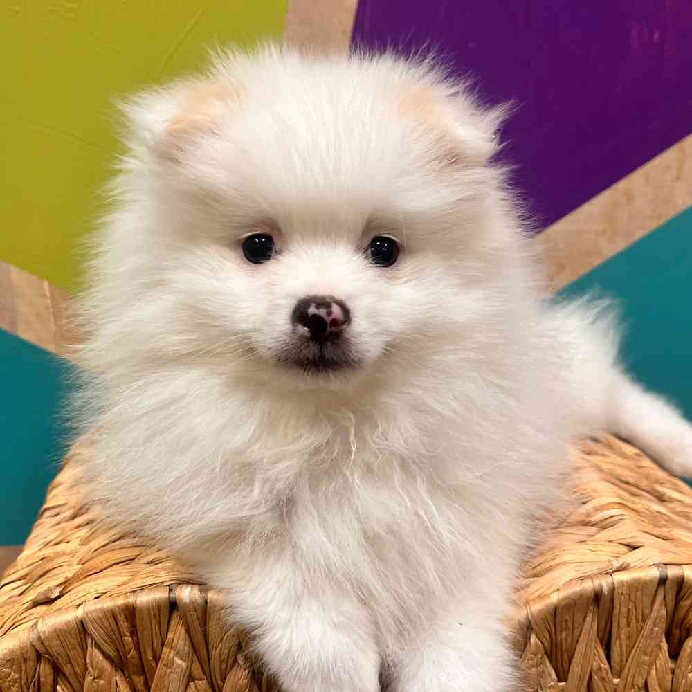 Image of a pet breed in the gallery